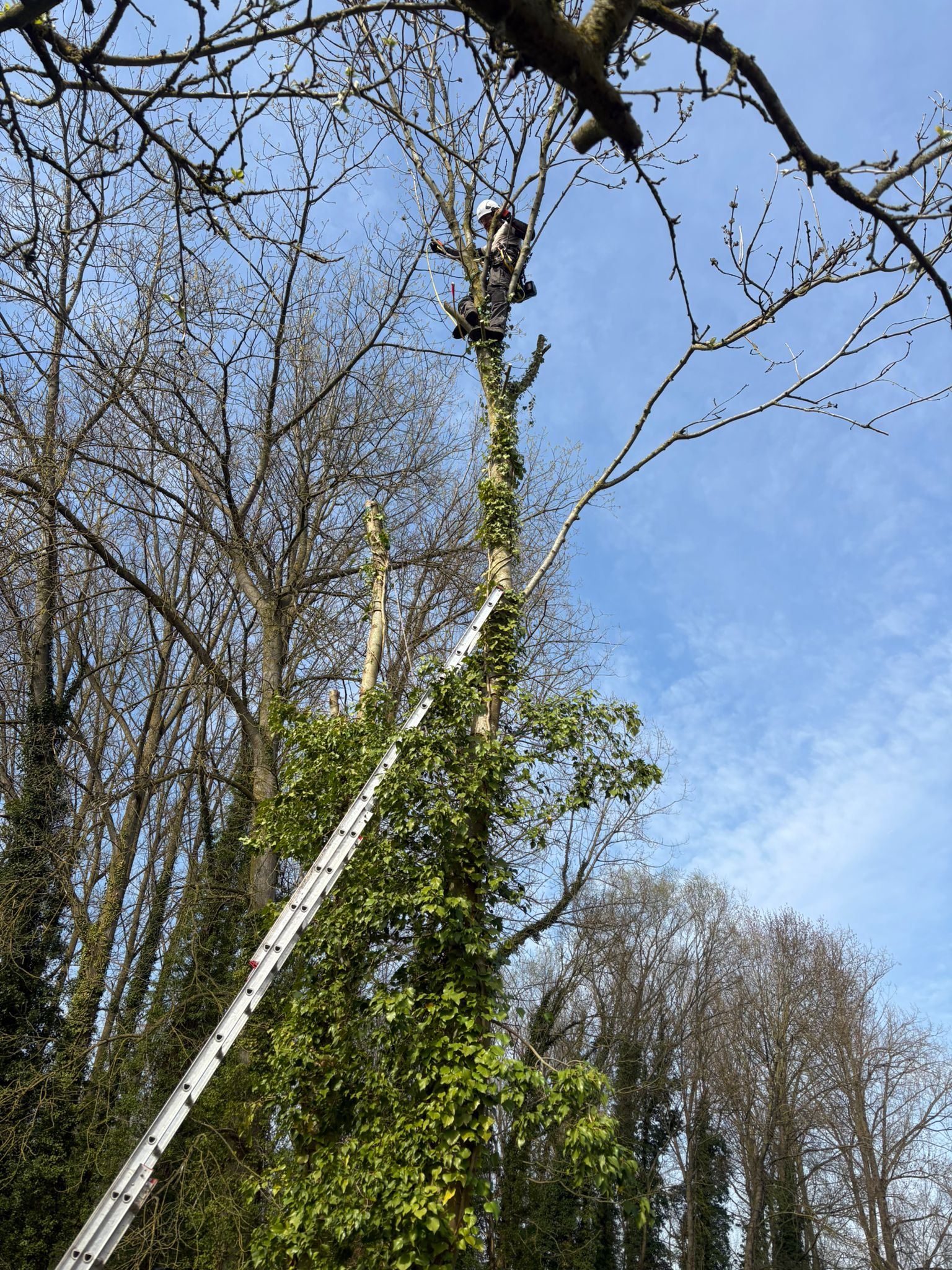Nathanaël de Beukelaer arboriste